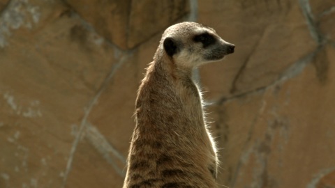 Диалоги о животных. Новосибирский зоопарк. Серия 16