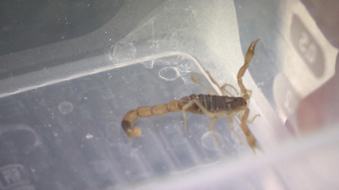 Вести-Москва. Укушенная скорпионом девочка рассказала, как все произошло