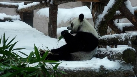 Видео из Сети. Звери в Московском зоопарке рады снегу и морозу