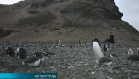 Датская рок-группа устроила в Антарктиде концерт для пингвинов