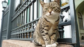 27 мая – День эрмитажного кота