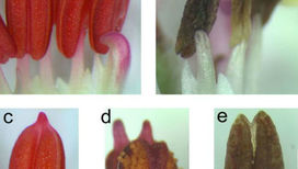 Трансгенное растение P. zonale развивалось как обычное, но позднее в период цветения пыльники тычинок изменили форму и, в отличие от нормальных растений (снимок 6d), так и не дали пыльцу (снимок 6b)