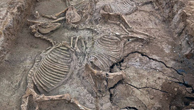 Лошади, бронза и саркофаги: в Китае обнаружили 2700-летний некрополь эпохи Вёсен и Осеней