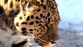 Фонд "Спаси меня", который занимается спасением диких животных, на грани закрытия