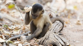 Капуцины против гусаров: приматы померились интеллектом в лабиринте