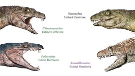 Реконструкция вымерших Crocodyliformes. Различия в форме зубов связаны с различиями в рационе.