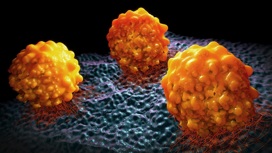 Учёные выяснили, что раковые клетки, имеющие запас липидов, более склонны к метастазированию.