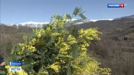 У подножья Кавказских гор идет репетиция сбора урожая мимозы