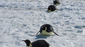 Императорских пингвинов пересчитали из космоса