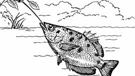 Рыба брызгун даст фору человеку в прицельной стрельбе водой