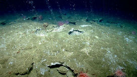 В глубинах океана обнаружен постоянно мутирующий вирус-экстремофил
