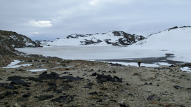 Антарктические любители соли раскрыли секрет происхождения вирусов