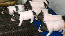 Китайские учёные создали не слишком жирных ГМ-свиней