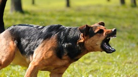 В Башкирии депутаты предложили приравнять бродячих псов к диким животным и разрешить их отстрел, но зоозащитники выступили против