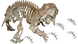 Ранние предки млекопитающих всё же бродили бок о бок с динозаврами