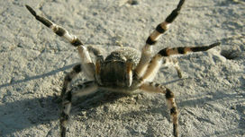 У страха глаза велики: арахнофобы переоценивают размеры пауков