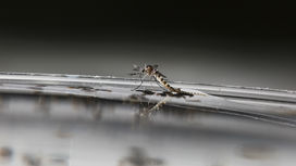 На раз: технология редактирования генов уничтожила малярийных комаров