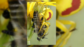 Хитрый цветок ловит мух-нахлебников на запах умирающих пчёл