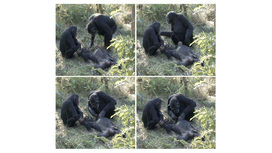 Погребальный обряд: шимпанзе ухаживают за мёртвыми сородичами