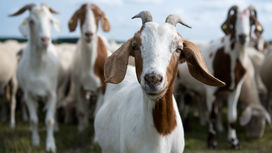 Нет негативу: козы распознают человеческие эмоции и избегают хмурых людей