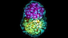 Дальше - больше: искусственные эмбрионы грызунов достигли ключевого этапа развития