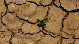 На КНДР обрушилась "засуха столетия"