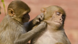 Исследователи выяснили, как самки обезьян низших рангов свергают с пьедестала лидера