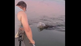 Семья спасла молодого медведя, оказавшегося в озере с пластиковой банкой на голове. Видео