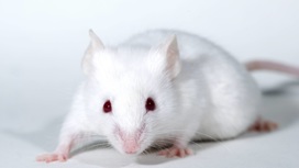 Испытания новой терапии на мышах дали обнадёживающие результаты.