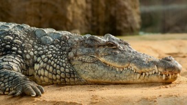 Учёные выяснили, о чём рычат крокодилы.