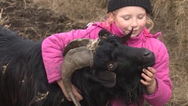 В Хакасии козел терроризирует целое село