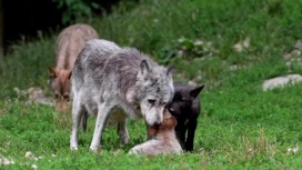 Тамбовский волк рискует остаться только в знаменитом выражении
