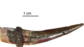 Зуб хищника пермского периода впечатляет своими размерами.