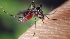 Новое средство будет отпугивать комаров две недели