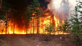 "Идущие в огонь": на "Смотрим" вышел фильм о лесных пожарах