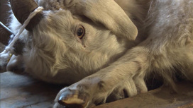 Оренбургский пуховый платок: в феврале в регионе начинается весенняя ческа коз