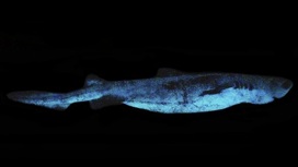 Биологи впервые задокументировали свечение чёрной акулы.