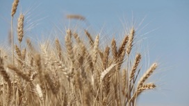 Урожай под угрозой: цены на удобрения взлетели до небес