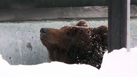 Встала не с той лапы: как жители Нижневартовска спасались бегством от разъяренной медведицы