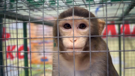 Конвейеры смерти: закон не помог в борьбе с контактными зоопарками