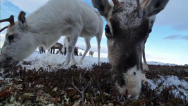 В Мурманской области олени ждут своей очереди на вакцинацию от сибирской язвы