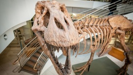 В руки учёных попали останки примерно одной особи тираннозавра на 80 миллионов.