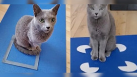 Кот, сидящий в обычном квадрате (слева) и в иллюзии Каницца (справа).