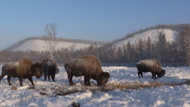 Самая большая и контрастная: Якутия – родина бизонов и неповторимых пейзажей
