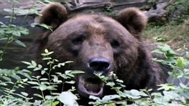 Опасный отпуск: в Амурской области медведь неделю держал в страхе базу отдыха
