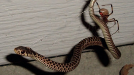 Молодая подвязочная змея в паутине коричневой вдовы (вид Latrodectus geometricus).