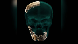 Компьютерная реконструкция черепа человека из Нешер Рамла.