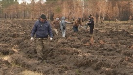"Сохраним лес": в Липецкой области высадят 12 тысяч саженцев
