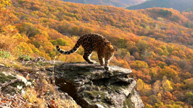 Новый леопард завелся в Приморском крае. Видео