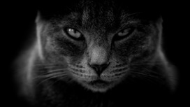 Психотип питомца смогут определить барнаульские владельцы котов и кошек